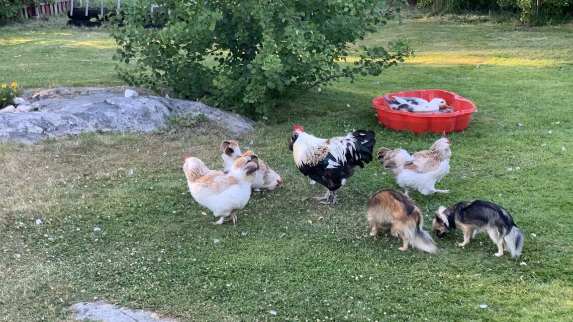 Hönshus 🐥🌺☀️